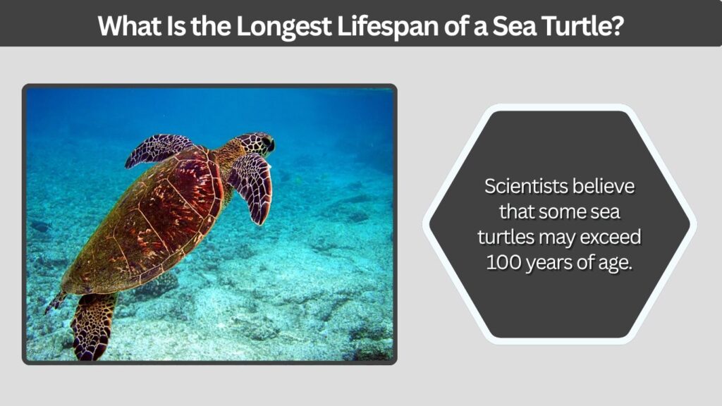 What Is the Longest Lifespan of a Sea Turtle?