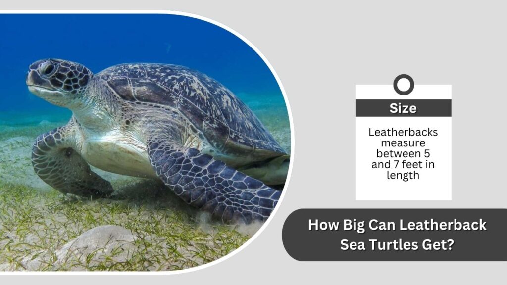 How Big Can Leatherback Sea Turtles Get?