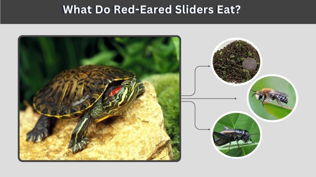 What Do Red-Eared Sliders Eat?