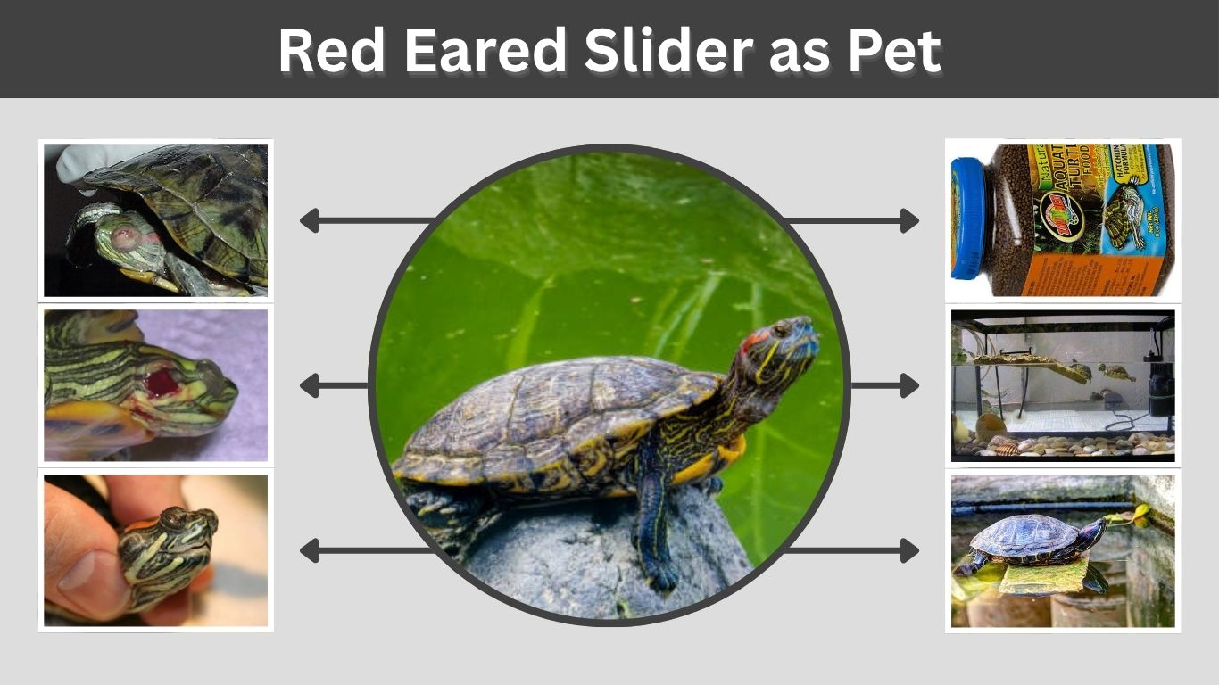 Red Eared Slider as Pet: Care, Tank, Diet, and Lifespan