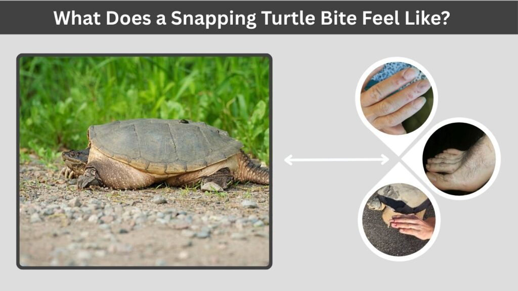 What Does a Snapping Turtle Bite Feel Like?