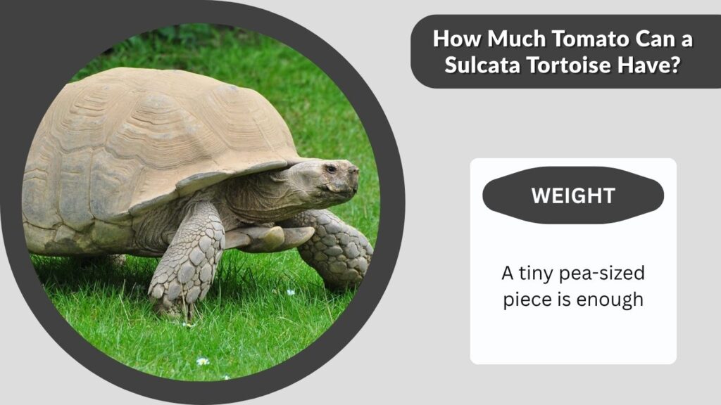 How Much Tomato Can a Sulcata Tortoise Have?