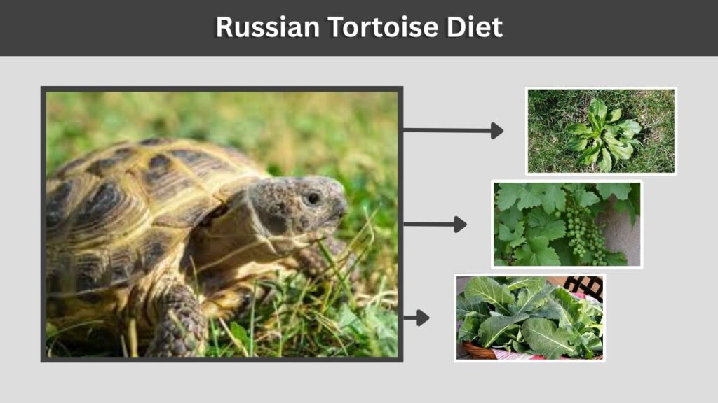 Russian Tortoise Diet