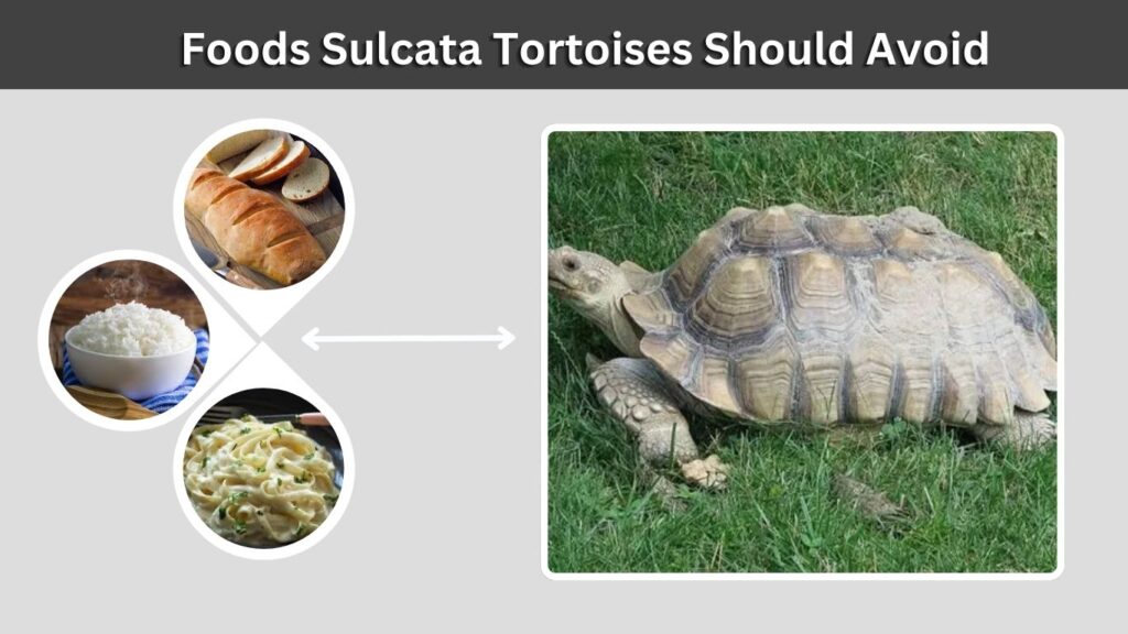 Foods Sulcata Tortoises Should Avoid