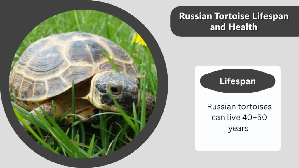Russian Tortoise Lifespan and Health