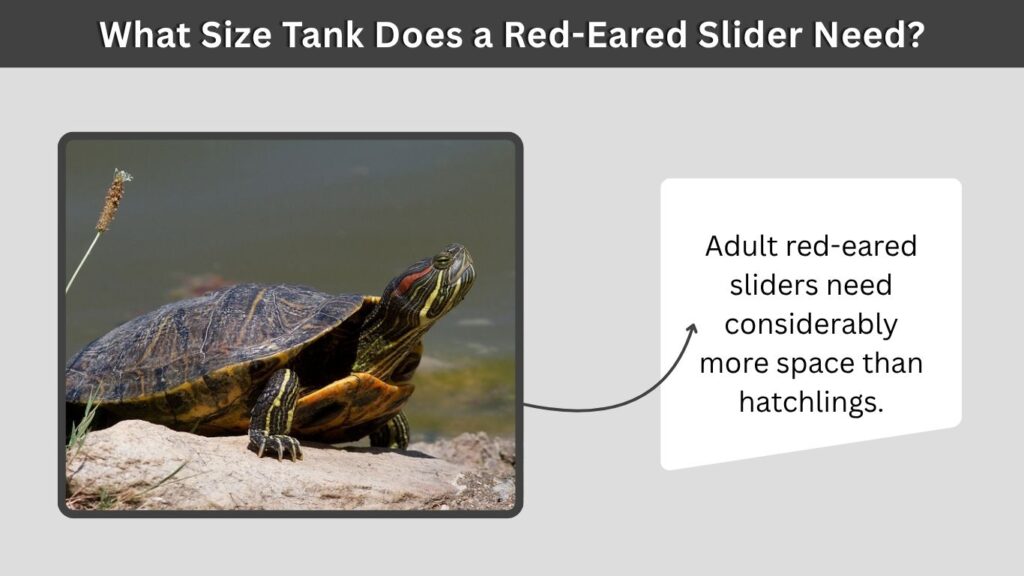 What Size Tank Does a Red-Eared Slider Need?