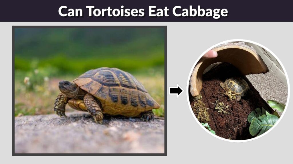 Do Pet Russian Tortoises Hibernate?