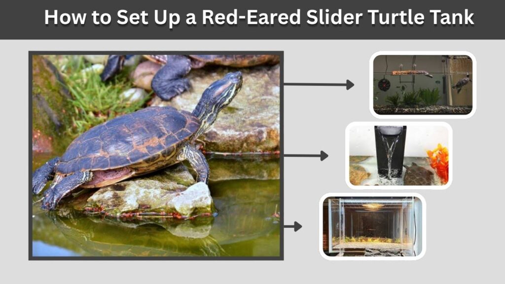 How to Set Up a Red-Eared Slider Turtle Tank
