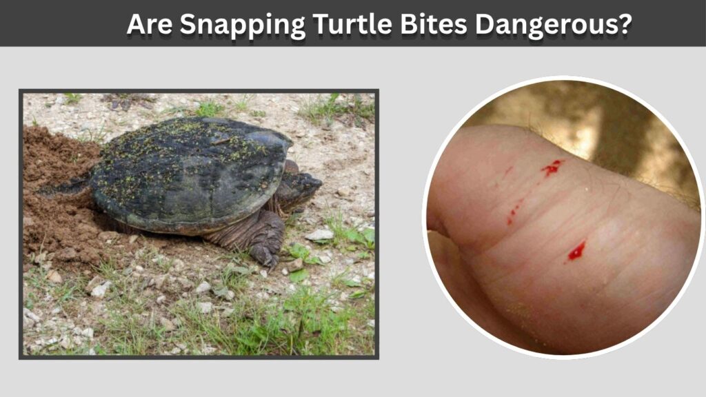 Are Snapping Turtle Bites Dangerous?