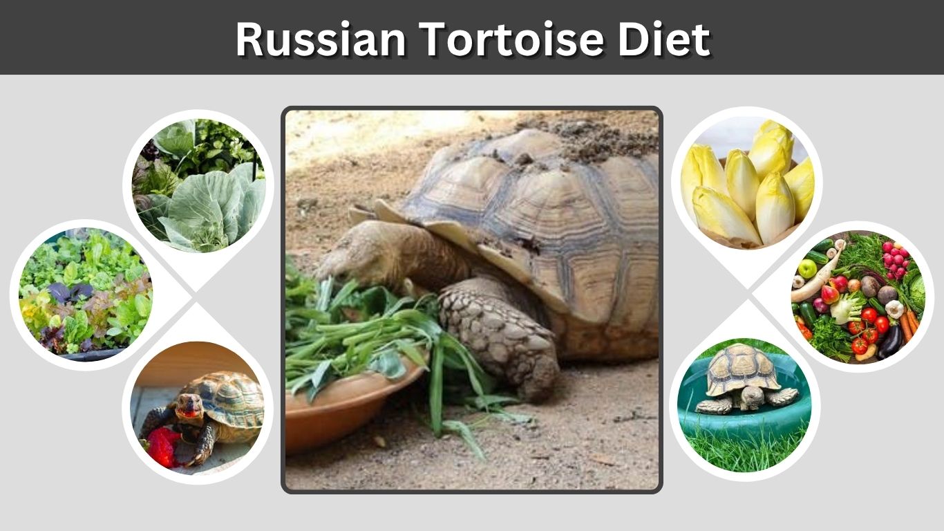 Russian Tortoise Diet: Safe Foods, Chart and Feeding Tips