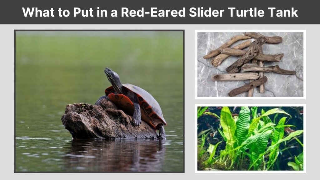 What to Put in a Red-Eared Slider Turtle Tank