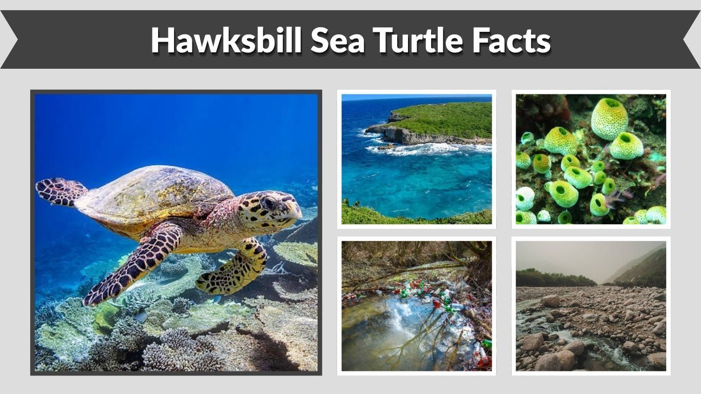 Hawksbill Sea Turtle Facts: 20 Interesting Things to Know