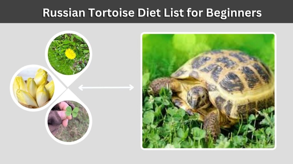 Russian Tortoise Diet List for Beginners
