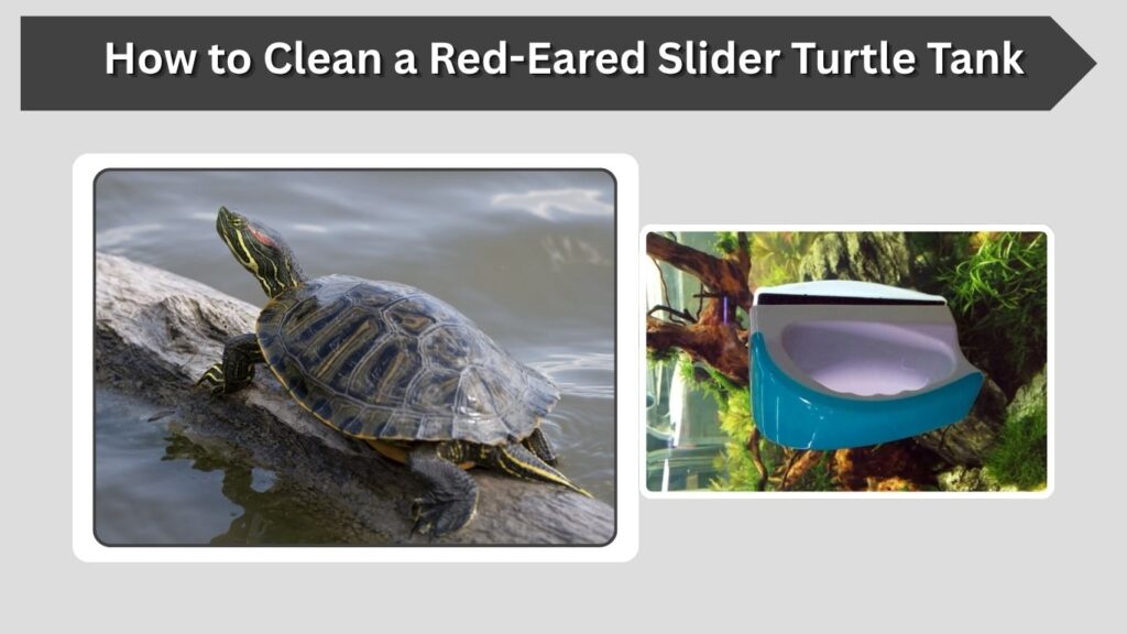 How to Clean a Red-Eared Slider Turtle Tank