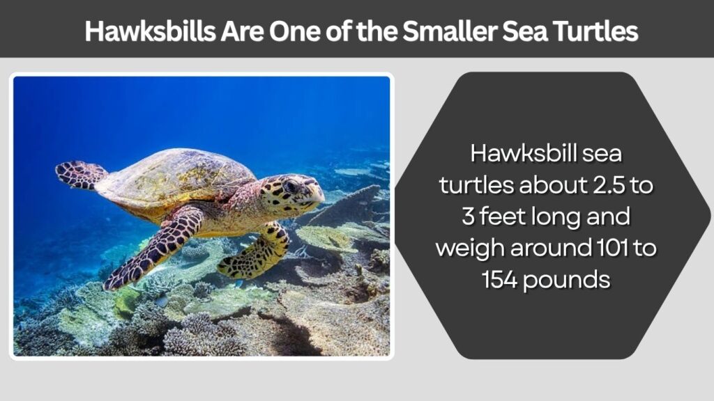 3. Hawksbills Are One of the Smaller Sea Turtles