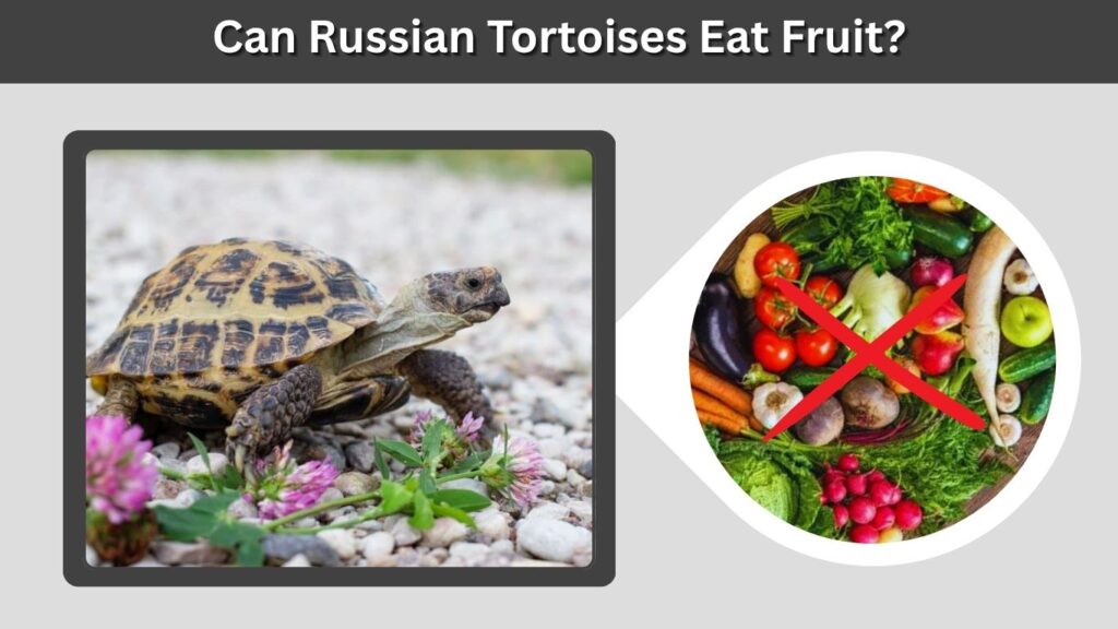 Can Russian Tortoises Eat Fruit?