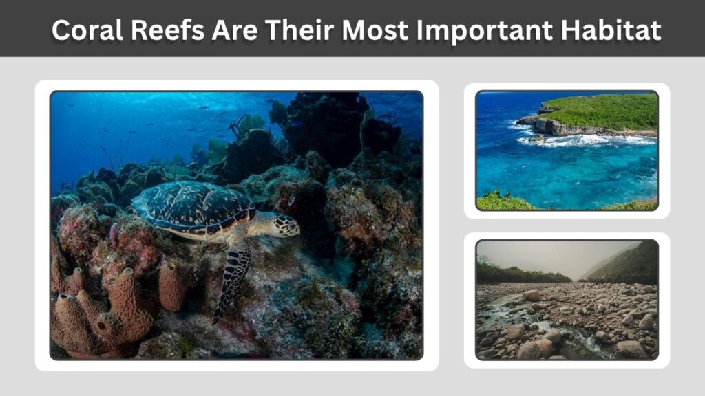 Coral Reefs Are Their Most Important Habitat