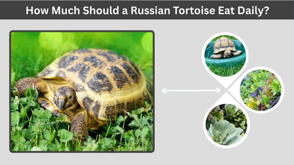How Much Should a Russian Tortoise Eat Daily?
