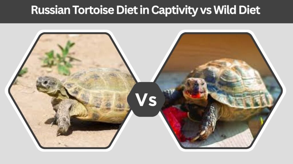 Russian Tortoise Diet in Captivity vs Wild Diet