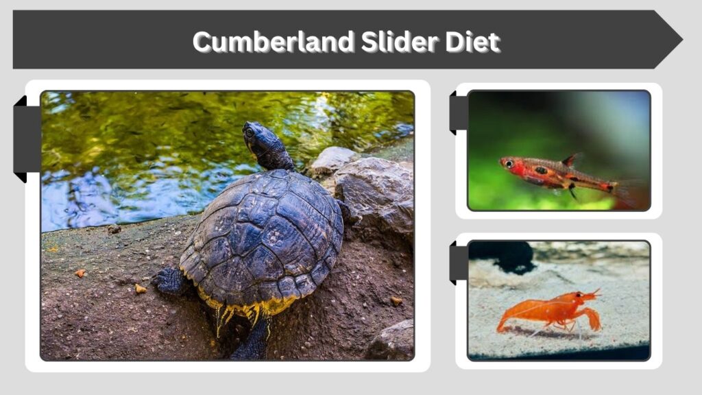 Cumberland Slider Diet
