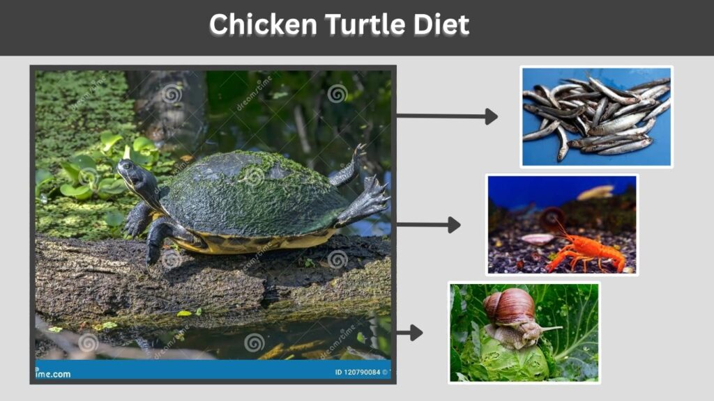 Chicken Turtle Diet
