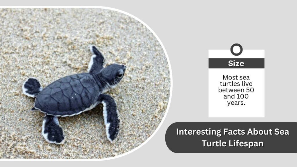 Interesting Facts About Sea Turtle Lifespan