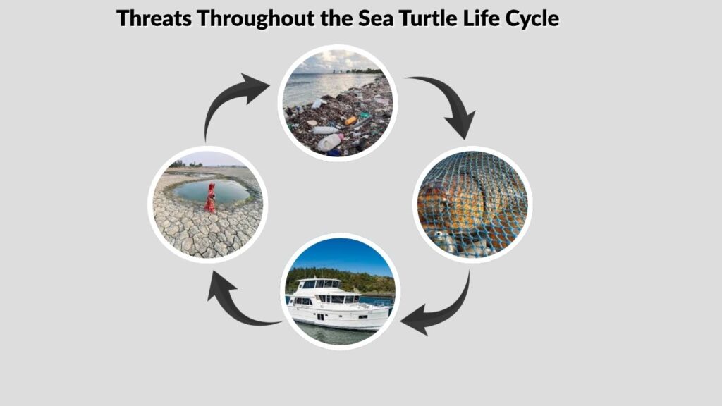 Threats Throughout the Sea Turtle Life Cycle