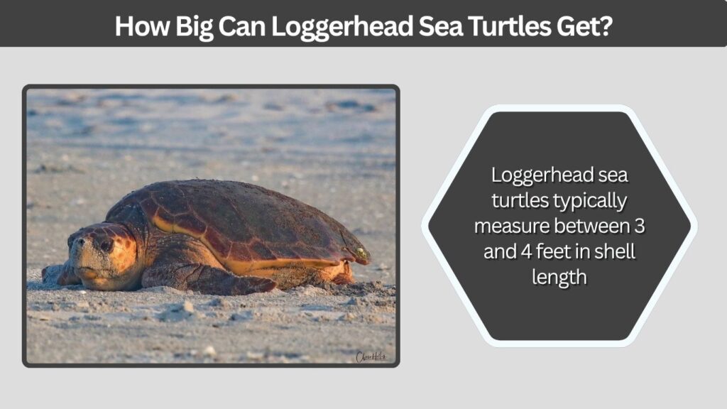How Big Can Loggerhead Sea Turtles Get?