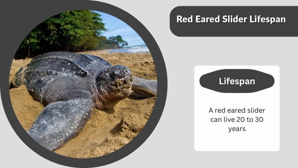 Red Eared Slider Lifespan