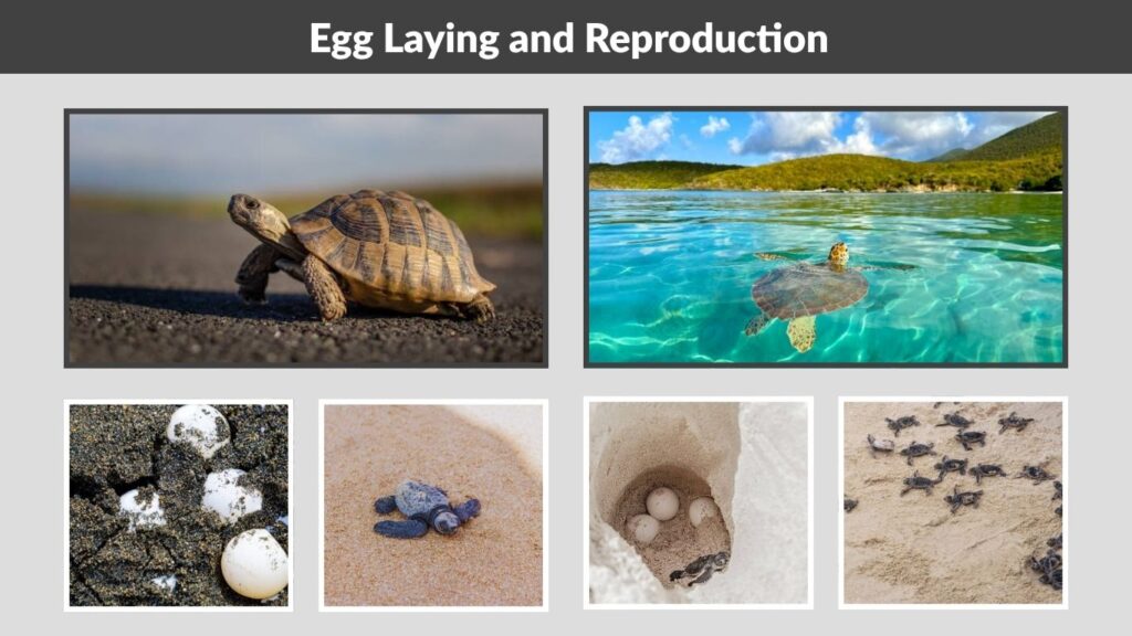 Egg Laying and Reproduction