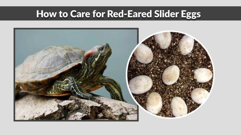 How to Care for Red-Eared Slider Eggs