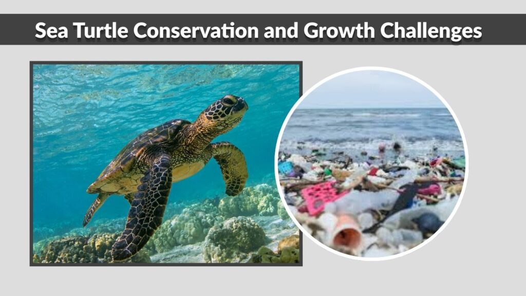Sea Turtle Conservation and Growth Challenges