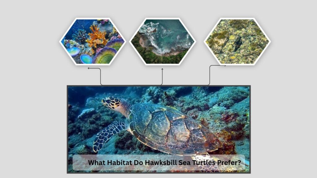 What Habitat Do Hawksbill Sea Turtles Prefer?