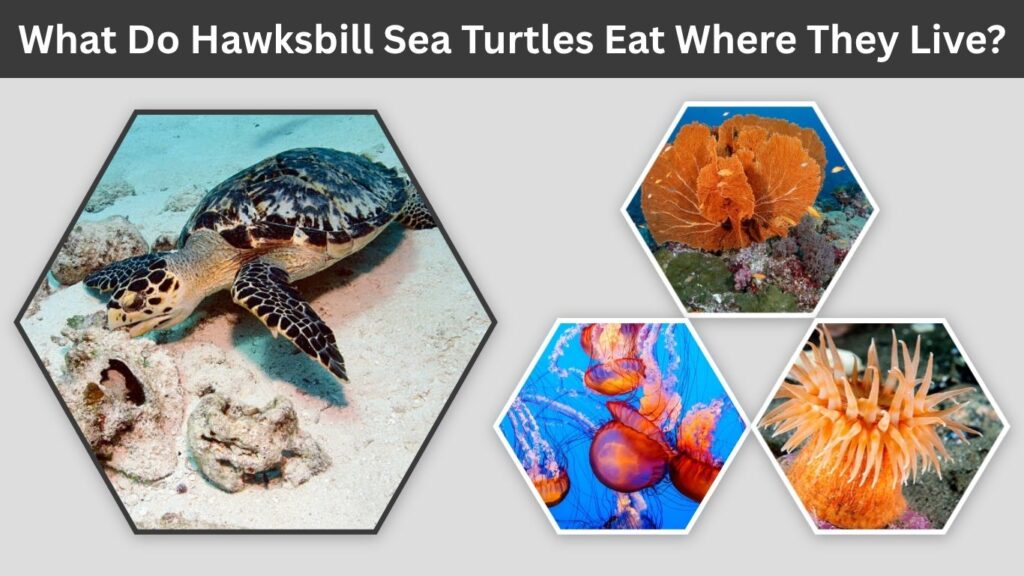 What Do Hawksbill Sea Turtles Eat Where They Live?