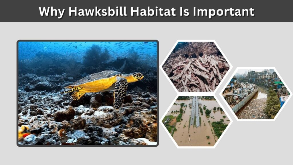 Why Hawksbill Habitat Is Important