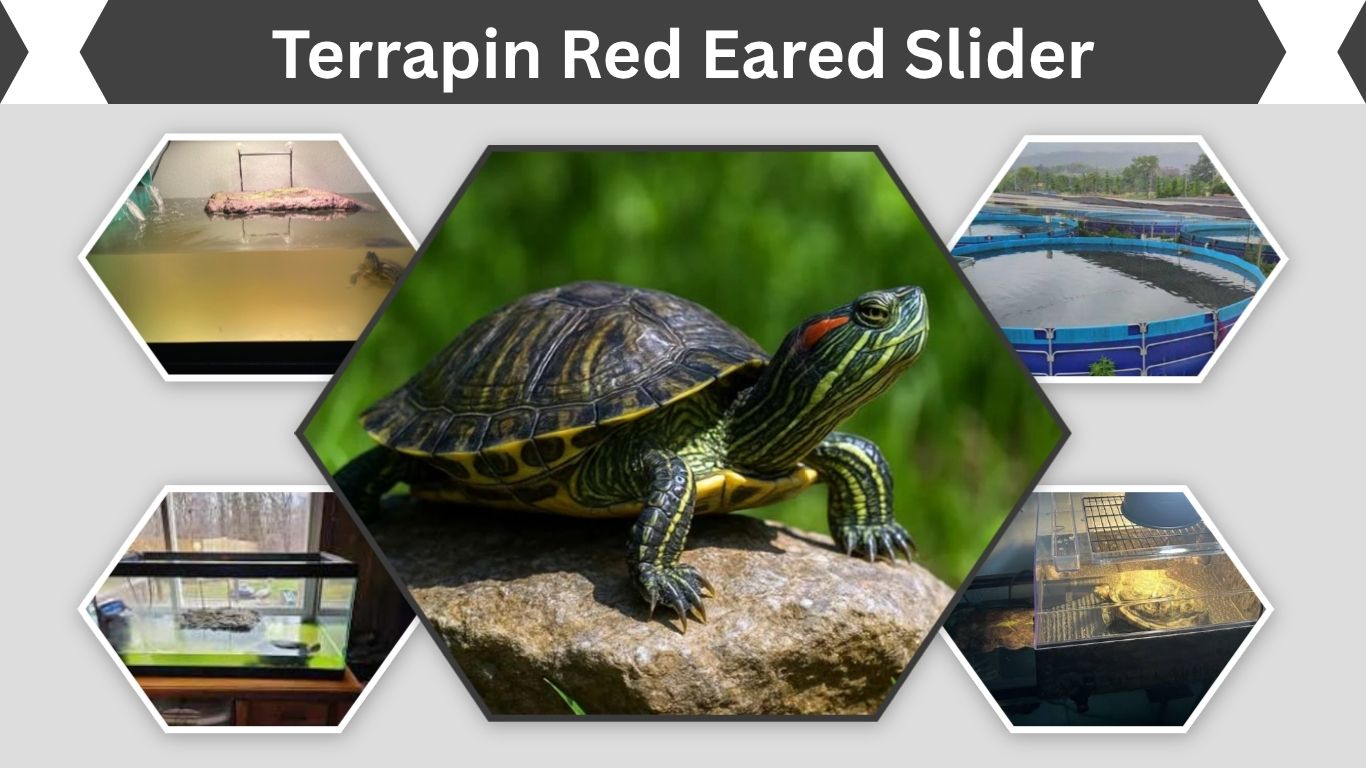 Terrapin Red Eared Slider: Care, Size, Lifespan & Facts