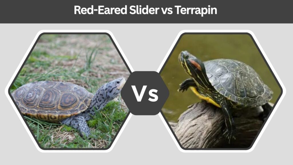 Red-Eared Slider vs Terrapin: What’s the Difference?