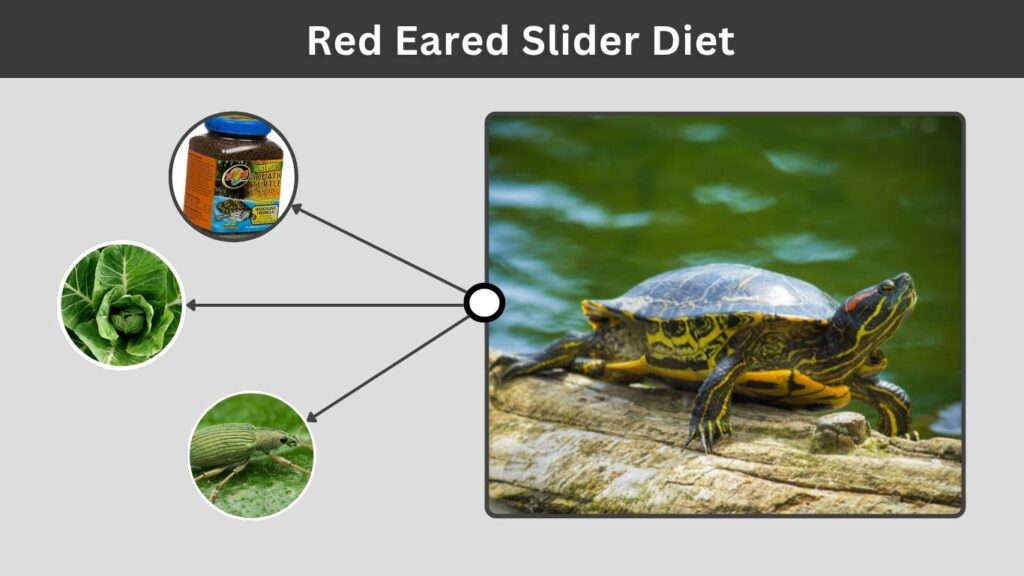Red Eared Slider Diet