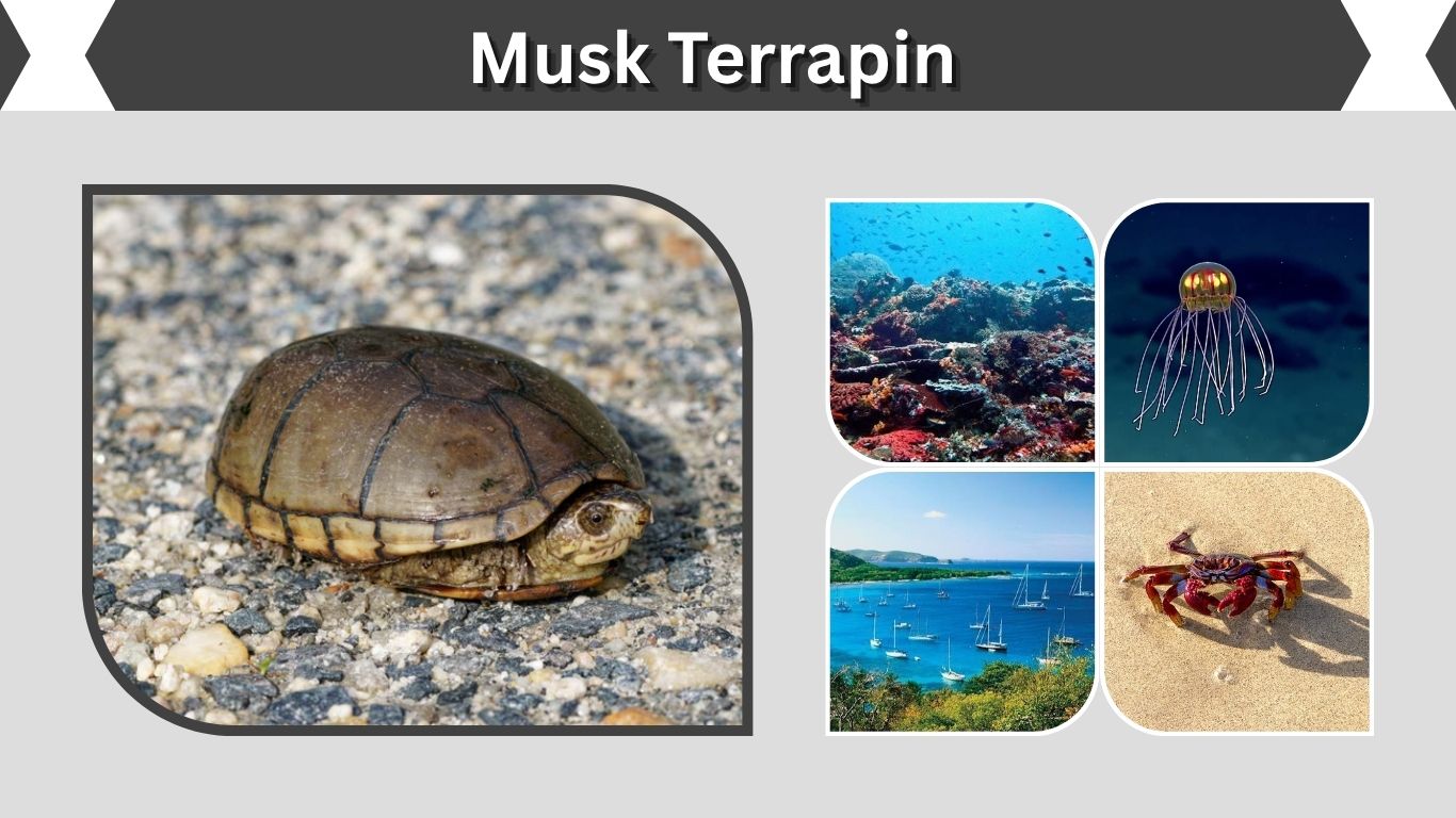 Musk Terrapin: Care, Size, Diet, Lifespan & Facts
