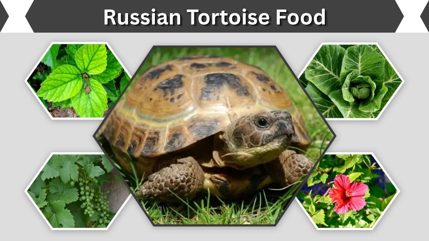 Russian Tortoise Food: 10 Best Foods for a Healthy Diet