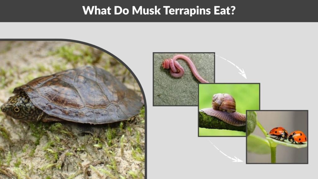What Do Musk Terrapins Eat?