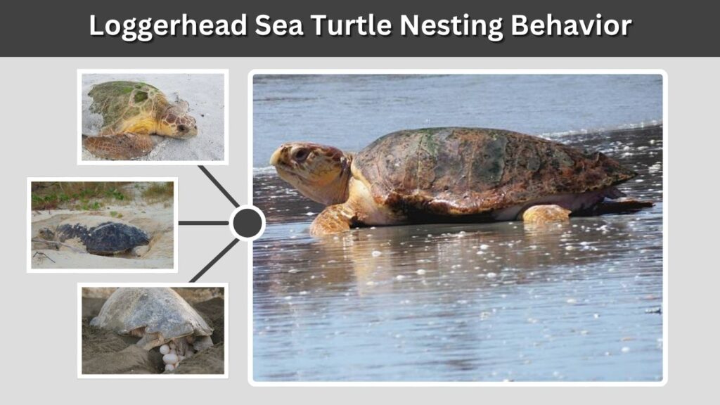 Loggerhead Sea Turtle Nesting Behavior