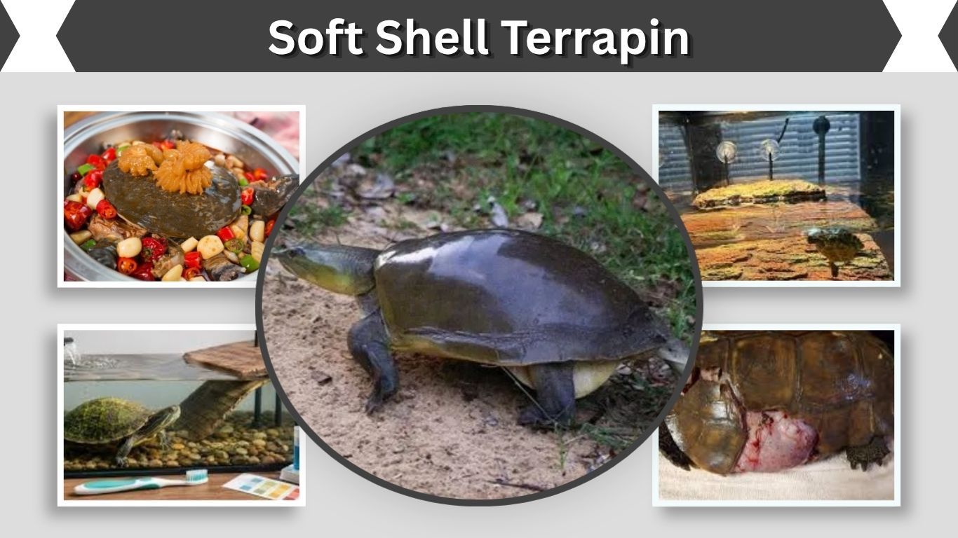 Soft Shell Terrapin: Meaning, Care, Causes & Health Guide