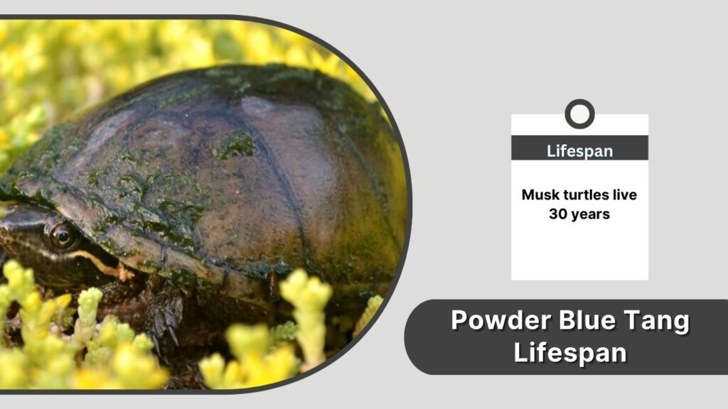 Musk Terrapin Lifespan