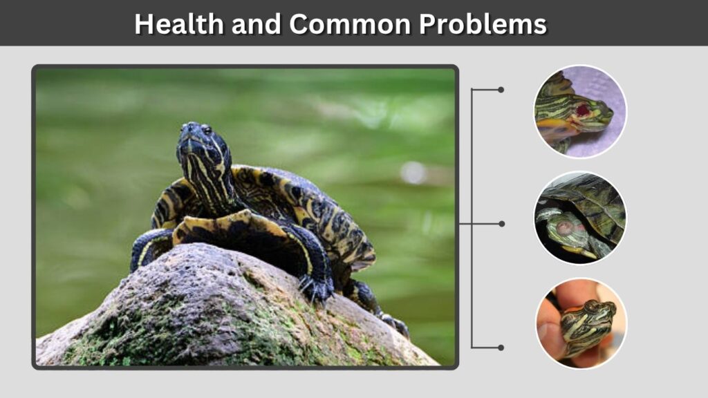 Health and Common Problems