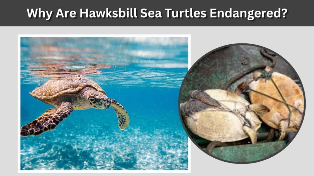 Why Are Hawksbill Sea Turtles Endangered?