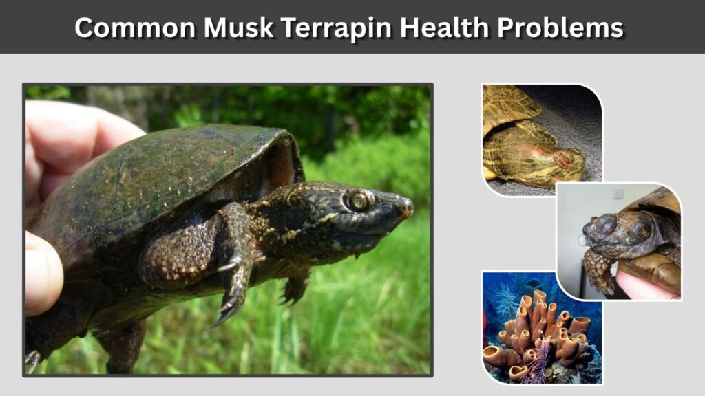 Common Musk Terrapin Health Problems