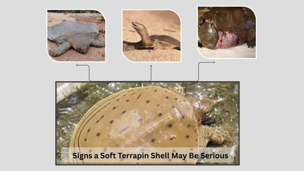Signs a Soft Terrapin Shell May Be Serious
