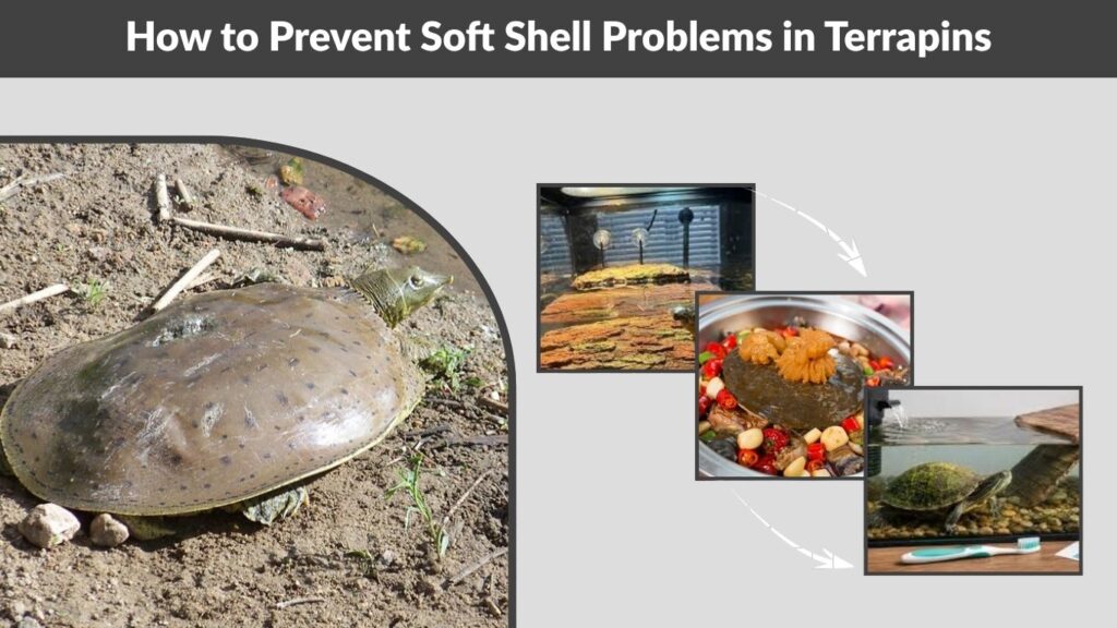 How to Prevent Soft Shell Problems in Terrapins