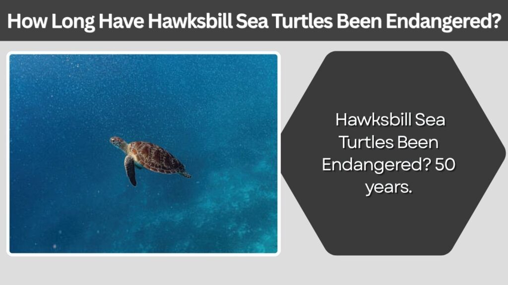 How Long Have Hawksbill Sea Turtles Been Endangered?